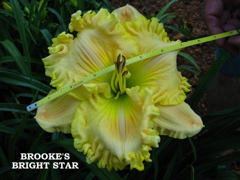 Brooke's Bright Star